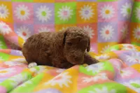 Victor, a male Poodle - Miniature  for sale in Cromwell, IN – Photo 2 of 4