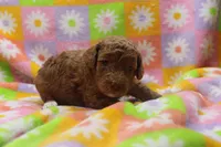 Victor, a male Poodle - Miniature  for sale in Cromwell, IN – Photo 3 of 4