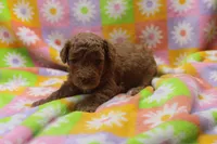 Victor, a male Poodle - Miniature  for sale in Cromwell, IN – Photo 4 of 4