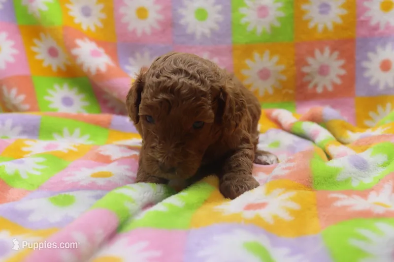 Victor – Poodle - Miniature  puppy for sale in Cromwell, IN