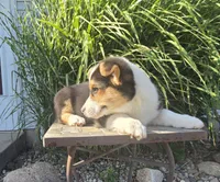 Oliver, a male Pembroke Welsh Corgi for sale in Cromwell, IN – 2 of 4