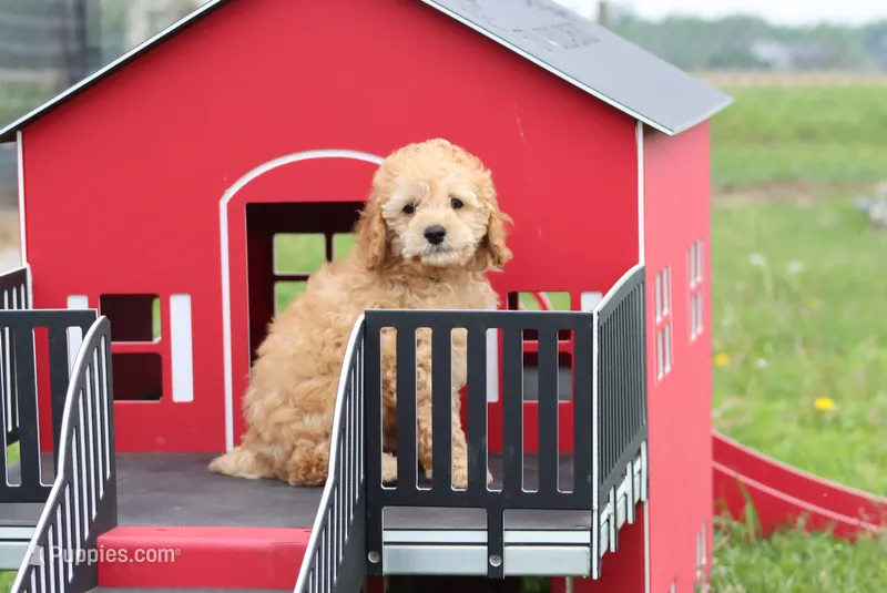 Vicking – Poodle - Miniature  puppy for sale in Cromwell, IN