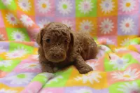 vinnie, a male Poodle - Miniature  for sale in Cromwell, IN – Photo 5 of 5