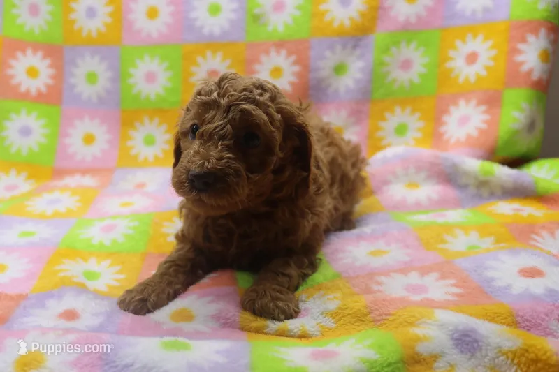 vinnie – Poodle - Miniature  puppy for sale in Cromwell, IN