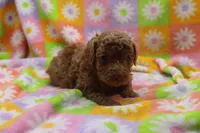 vinnie, a male Poodle - Miniature  for sale in Cromwell, IN – Photo 4 of 5