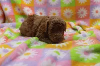vinnie, a male Poodle - Miniature  for sale in Cromwell, IN – Photo 3 of 5