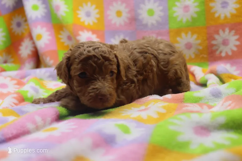 vinnie – Poodle - Miniature  puppy for sale in Cromwell, IN