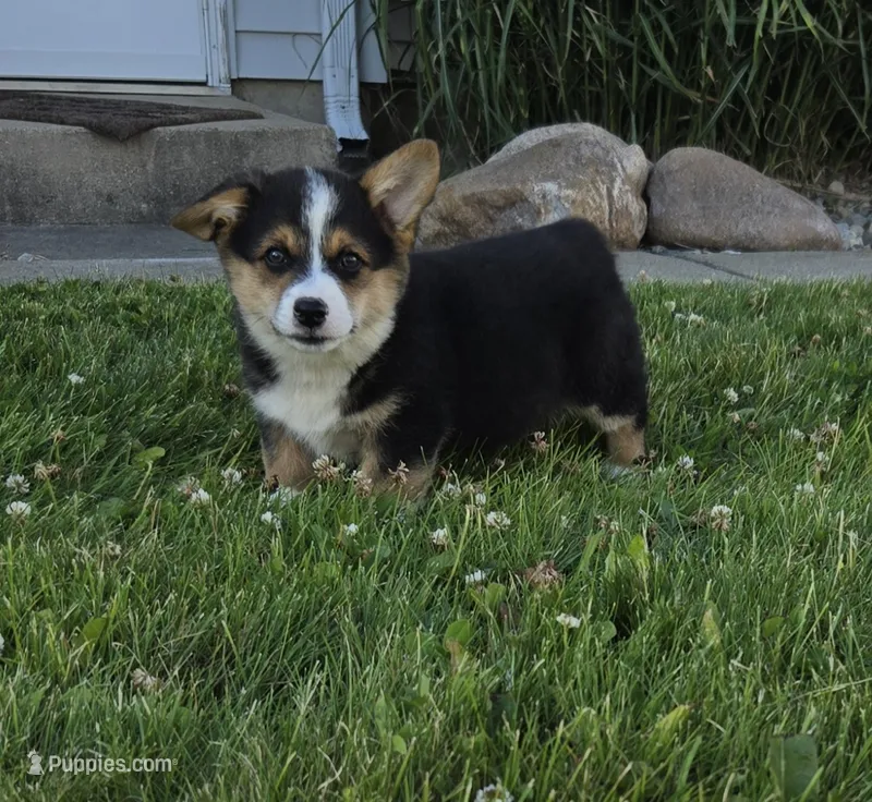 Harley – Pembroke Welsh Corgi puppy for sale in Cromwell, IN