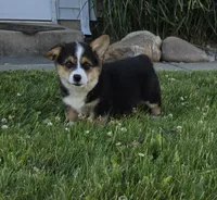 Harley, a male Pembroke Welsh Corgi for sale in Cromwell, IN – 1 of 5