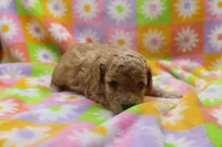 Vicking, a male Poodle - Miniature  for sale in Cromwell, IN – Photo 1 of 4