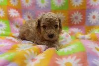 Vicking, a male Poodle - Miniature  for sale in Cromwell, IN – Photo 3 of 4