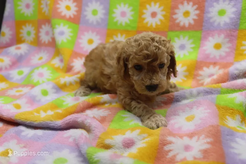Vicking – Poodle - Miniature  puppy for sale in Cromwell, IN