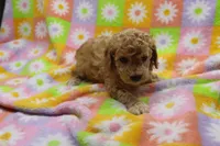 Vicking, a male Poodle - Miniature  for sale in Cromwell, IN – 2 of 6