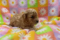 Vicking, a male Poodle - Miniature  for sale in Cromwell, IN – Photo 2 of 4