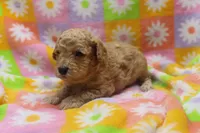 Vicking, a male Poodle - Miniature  for sale in Cromwell, IN – Photo 4 of 4