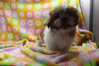 jordan, a male Shih Tzu for sale in Cromwell, IN – 1 of 6