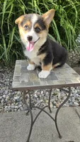 Harley, a male Pembroke Welsh Corgi for sale in Cromwell, IN – 3 of 5