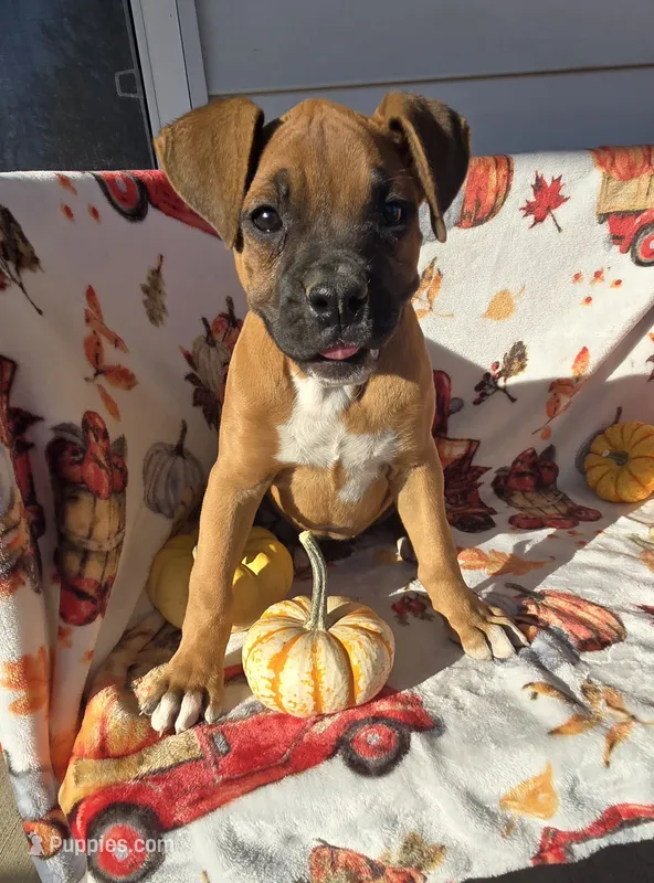 Saige – Boxer puppy for sale in Cromwell, IN