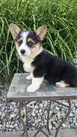 Harper, a female Pembroke Welsh Corgi for sale in Cromwell, IN – 4 of 5