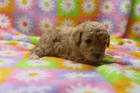 Vicki , a female Poodle - Miniature  for sale in Cromwell, IN – Photo 5 of 5