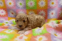 Vicki , a female Poodle - Miniature  for sale in Cromwell, IN – Photo 3 of 5