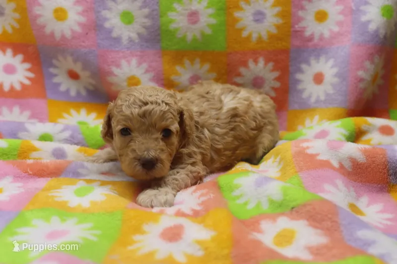 Vicki  – Poodle - Miniature  puppy for sale in Cromwell, IN