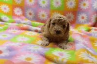 Vicki , a female Poodle - Miniature  for sale in Cromwell, IN – Photo 4 of 5