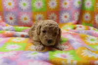 Vicki , a female Poodle - Miniature  for sale in Cromwell, IN – Photo 2 of 5