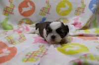 jackie, a female Shih Tzu for sale in Cromwell, IN – Photo 3 of 4