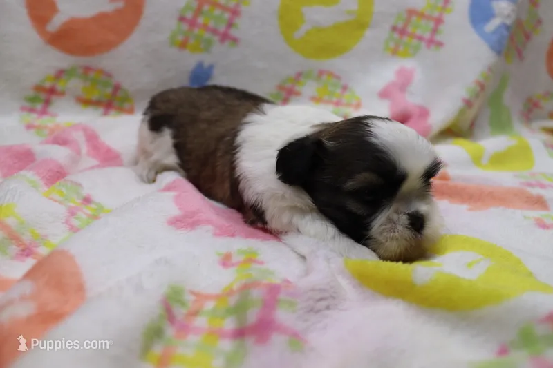 jackie – Shih Tzu puppy for sale in Cromwell, IN