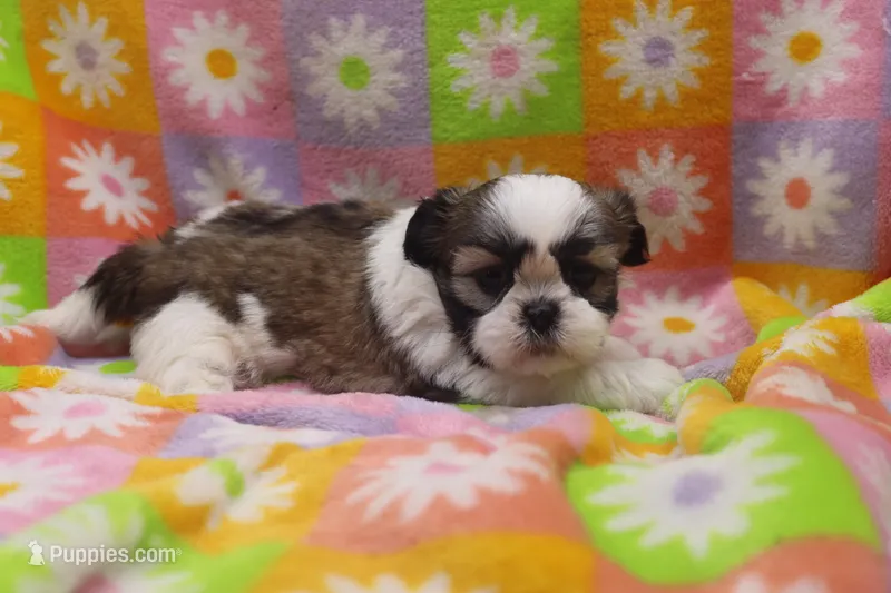 jackie – Shih Tzu puppy for sale in Cromwell, IN