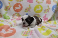jackie, a female Shih Tzu for sale in Cromwell, IN – Photo 4 of 4