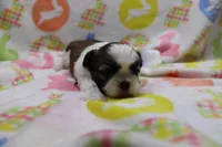 jackie, a female Shih Tzu for sale in Cromwell, IN – Photo 2 of 4