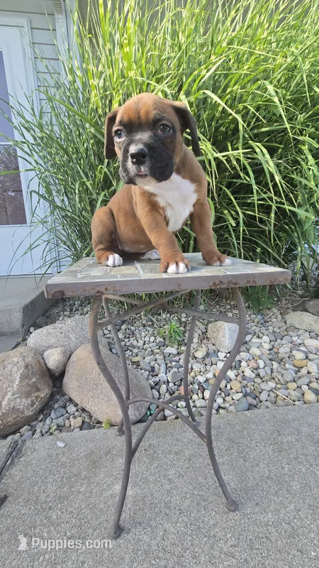 Myah – Boxer puppy for sale in Cromwell, IN