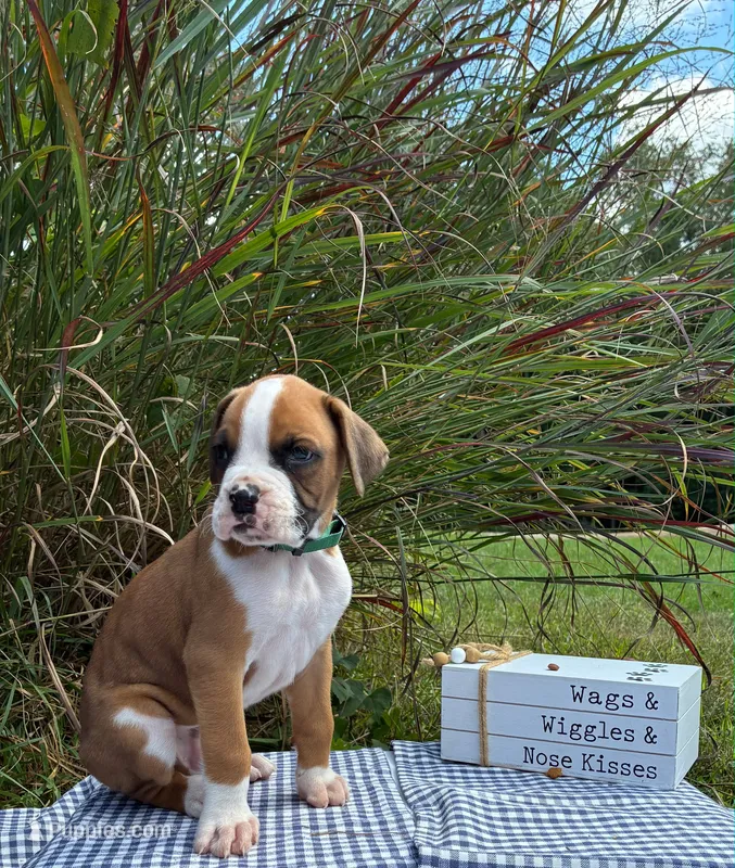Oliver – Boxer puppy for sale in Cromwell, IN