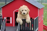 Vicki , a male Poodle - Miniature  for sale in Cromwell, IN – 4 of 4