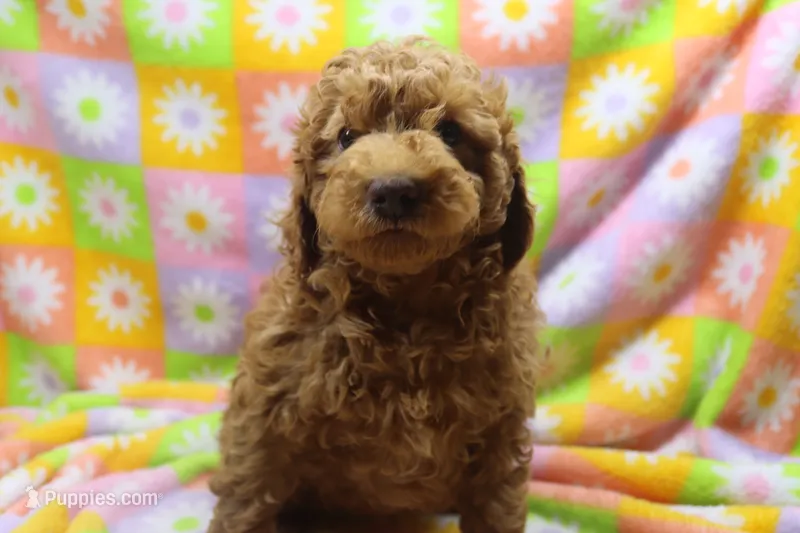 vinnie – Poodle - Miniature  puppy for sale in Cromwell, IN