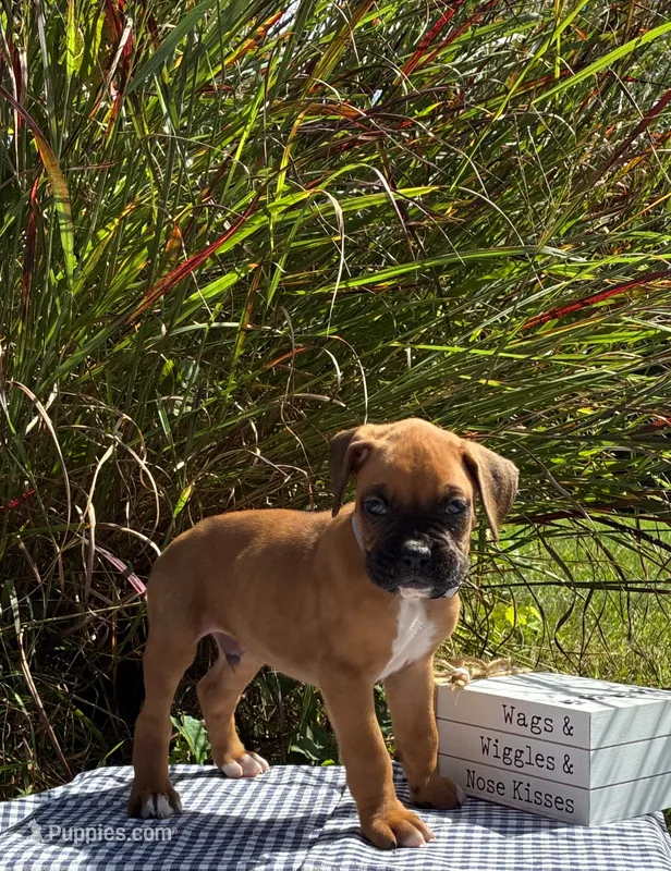 Ollie – Boxer puppy for sale in Cromwell, IN