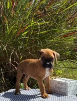 Ollie, a male Boxer for sale in Cromwell, IN – 1 of 2