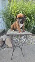 Myah, a female Boxer for sale in Cromwell, IN – 5 of 6