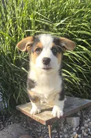 Owen, a male Pembroke Welsh Corgi for sale in Cromwell, IN – 4 of 5