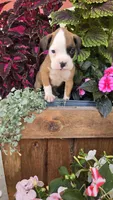 Lilly, a female Boxer for sale in Cromwell, IN – 5 of 7