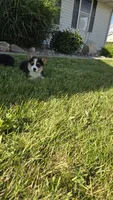 Harper, a female Pembroke Welsh Corgi for sale in Cromwell, IN – 3 of 5