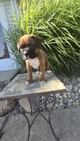 Myah, a female Boxer for sale in Cromwell, IN – 2 of 6