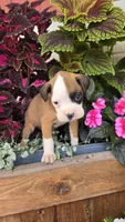Lilly, a female Boxer for sale in Cromwell, IN – 2 of 7