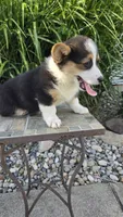 Harper, a female Pembroke Welsh Corgi for sale in Cromwell, IN – 2 of 5