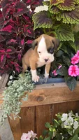 Lilly, a female Boxer for sale in Cromwell, IN – 3 of 7
