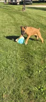 Saige, a female Boxer for sale in Cromwell, IN – 6 of 7