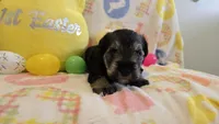 maverick, a male Miniature Schnauzer for sale in Cromwell, IN – Photo 3 of 3