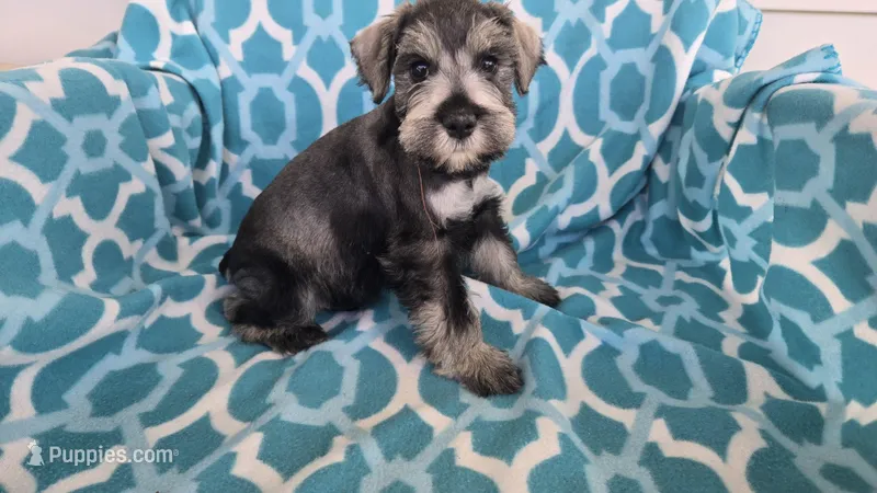 maverick – Miniature Schnauzer puppy for sale in Cromwell, IN